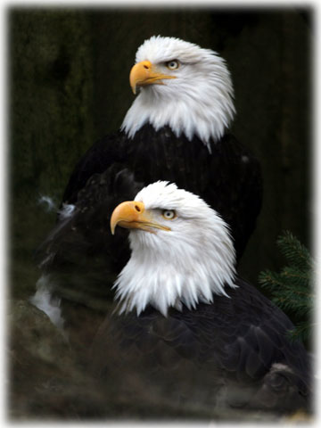 jpg bald eagles