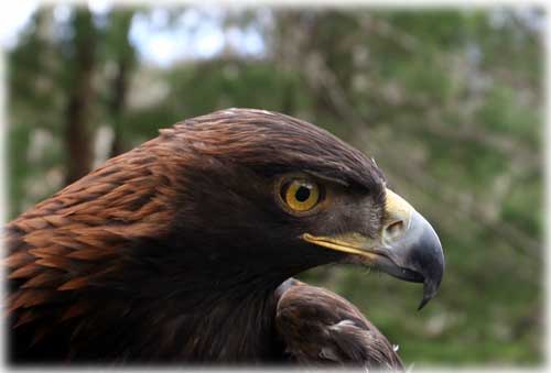 jpg golden eagle