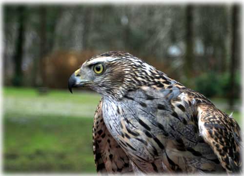 jgp Harris hawk