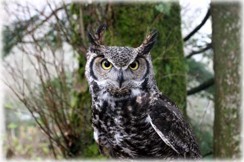 jpg Great Horned Owl