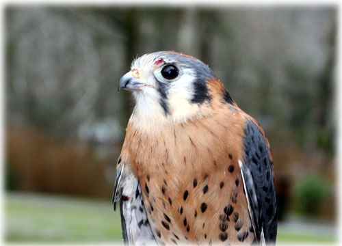 jpg American Kestrel