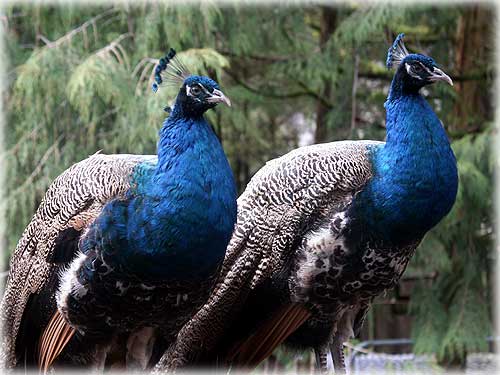 jpg young peacocks