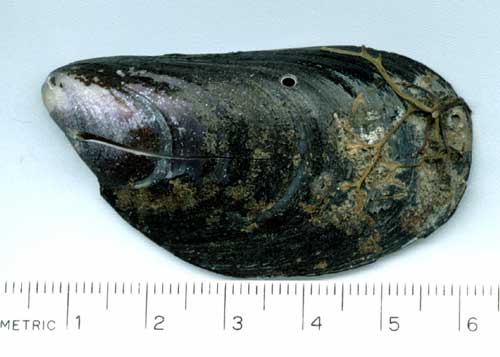 jpg mussel shell