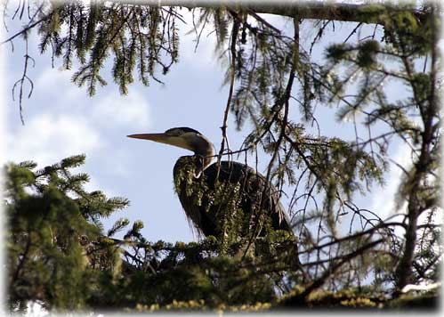 jpg Blue Heron