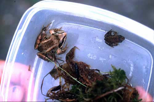 jpg adult wood frog