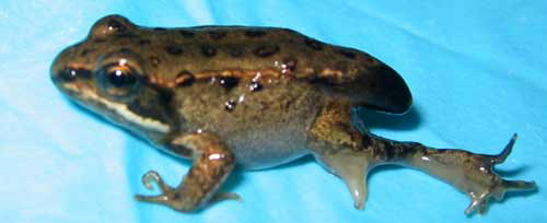 jpg wood frog