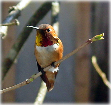 jpg rufous hummingbird