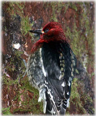 jgp Red Breasted Sapsucker