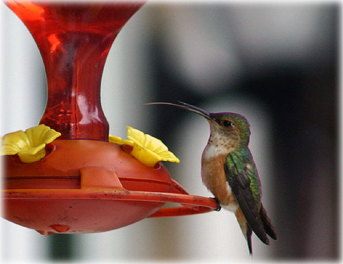 jpg Rufous Hummingbird