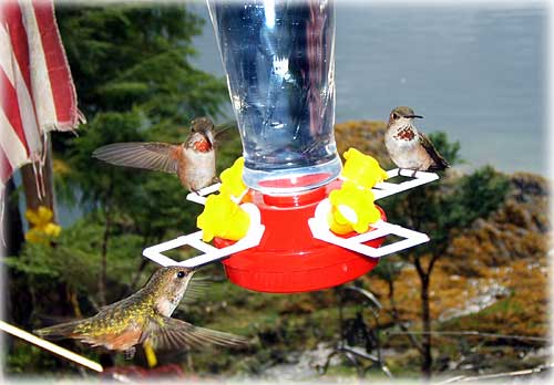 jpg hummingbirds