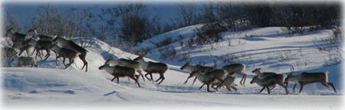 jpg herd of caribou
