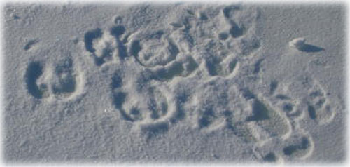 jpg caribou tracks