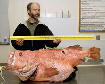jpg huge rockfish