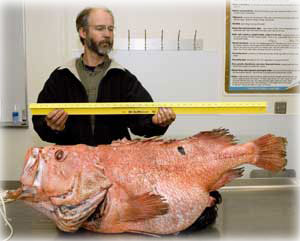Huge rockfish...