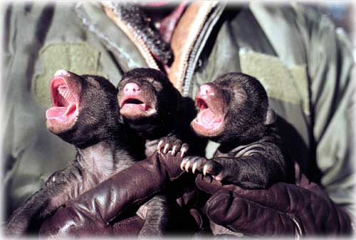 jpg black bear cubs