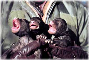 Bear cubs...