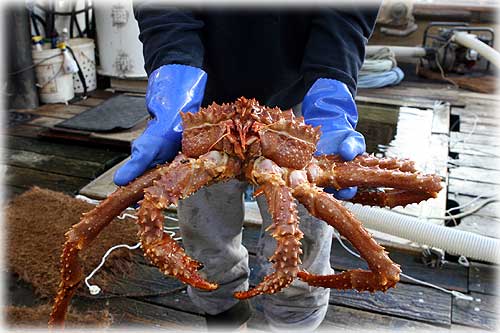 jpg King Crab