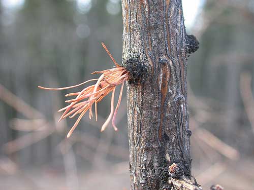 jpg tamarack needles