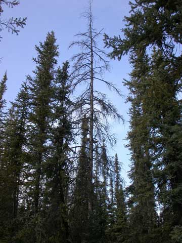 jpg tamarack tree