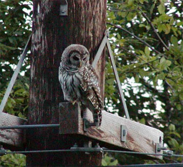 jpg Barred Owl