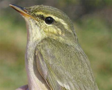 jpg Arctic warbler