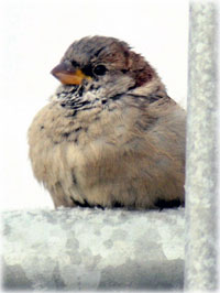 The singing sparrows of Shishmaref By NED ROZELL - This just in from Shishmaref science teacher Ken Stenek: On this late 