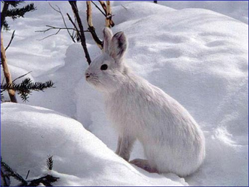jpg The white fur of a snowshoe hare is the perfect camouflage during winter. 