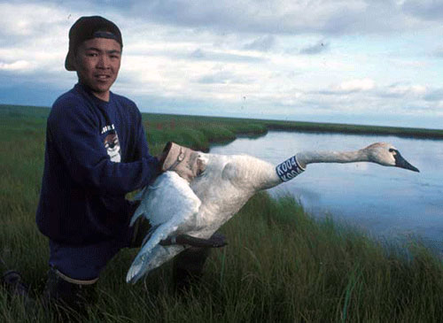 jpg Gary Chayalkun, a student from Chevak, releases a Tundra Swan  that is probably on its way back to Alaska now.