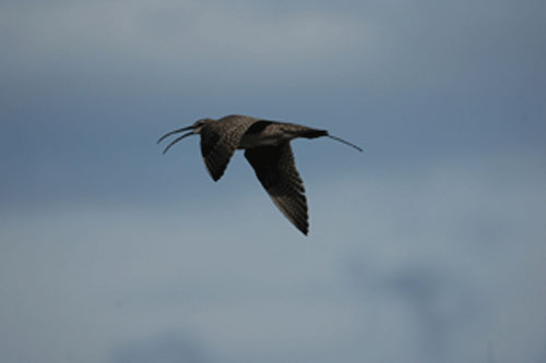 jpg A whimbrel from Kanuti National Wildlife refuge