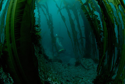 jpg A mature kelp forest offshore of an Aleutian Island that resembles the offshore environment of Kasatochi Island prior to its August 2008 eruption.