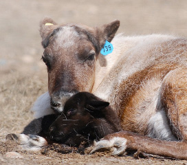jpg Fairbanks reindeer birth makes agricultural history