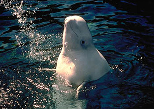jpg Beluga whale