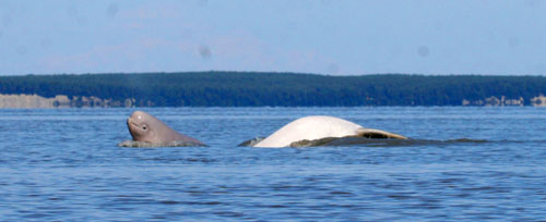 jpg Beluga Whale