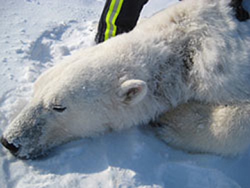 jpg Polar Bears in Alaska Observed with Patchy Hair Loss and other Skin Lesions