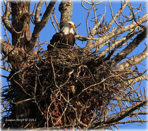 Front Page Photo By SUSAN HOYT