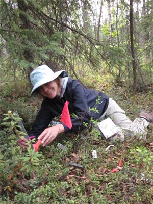 jpg Invasive plants may threaten Alaska’s native berries   