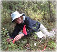 Invasive plants may threaten Alaska’s native berries   