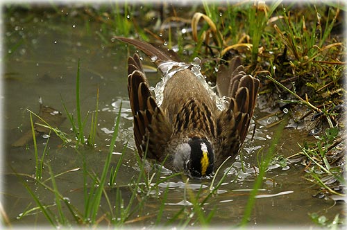 jpg This Golden-crowned Sparrow was photographed in the Herring Cove area south of Ketchikan, Alaska (May 2011) while delighting in a dip in a bird bath provided by Mother Nature.  Photo By JIM LEWIS ©2011