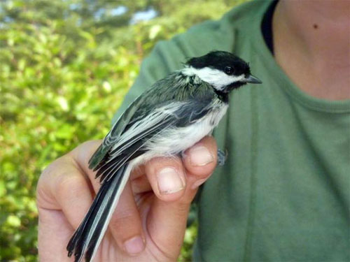 jpg Alaska mosquitoes spreading malaria in birds