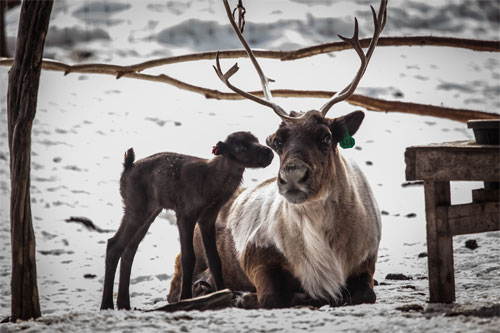 jpg First reindeer calf arrives at Fairbanks Experiment Farm