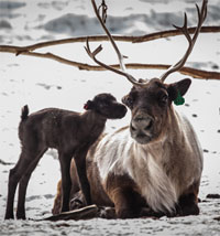 First reindeer calf arrives at Fairbanks Experiment Farm