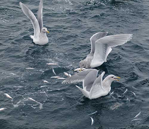 jpg Southeast Alaska Pacific herring ESA listing not warranted 