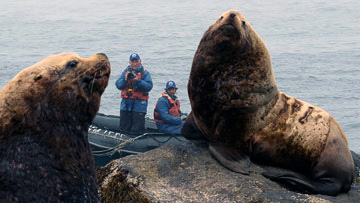 jpg 'NO JEOPARDY' TO STELLER SEA LIONS FROM PROPOSED FISHERY MANAGEMENT CHANGES IN THE ALEUTIAN ISLANDS