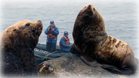 NO JEOPARDY' TO STELLER SEA LIONS FROM PROPOSED FISHERY MANAGEMENT CHANGES IN THE ALEUTIAN ISLANDS