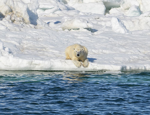 jpg Polar Bears Unlikely to Thrive on Land-based Foods