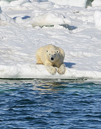 Polar Bears Unlikely to Thrive on Land-based Foods