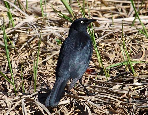 jpg Alaskans Can Help Answer “Where Have All the Rusty Blackbirds Gone?”