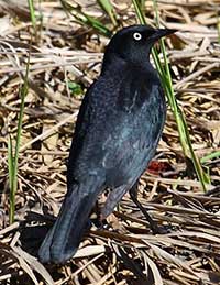 Alaskans Can Help Answer “Where Have All the Rusty Blackbirds Gone?” 