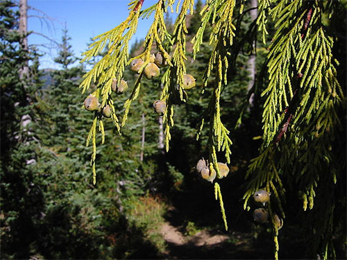 jpg Alaska's yellow cedar considered for endangered species protection 