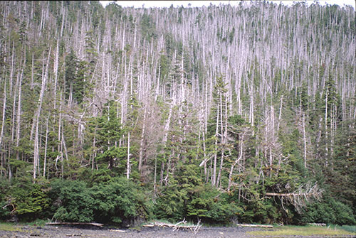 jpg Yellow-cedar in West Chichagof-Yakobi Wilderness Area, Date: 2012.
